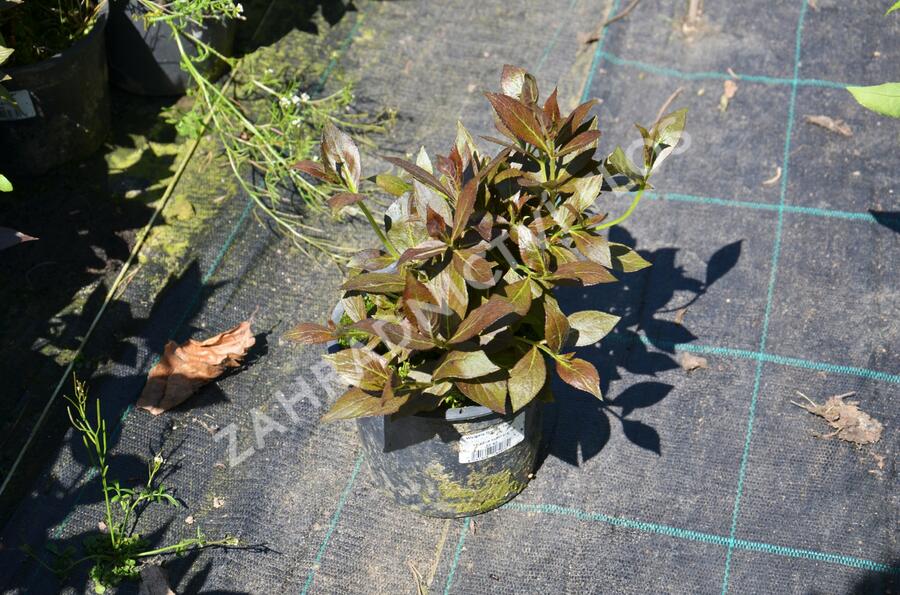 Vajgélie květnatá 'Tango' - Weigela florida 'Tango'