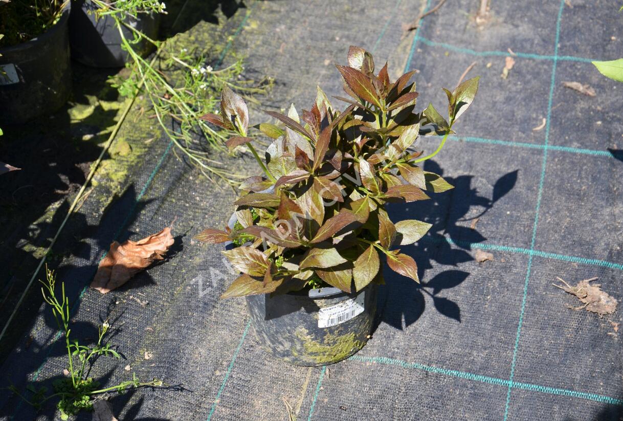 Vajgélie květnatá 'Tango' - Weigela florida 'Tango'