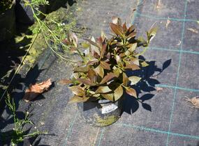 Vajgélie květnatá 'Tango' - Weigela florida 'Tango'