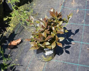 Vajgélie květnatá 'Tango'