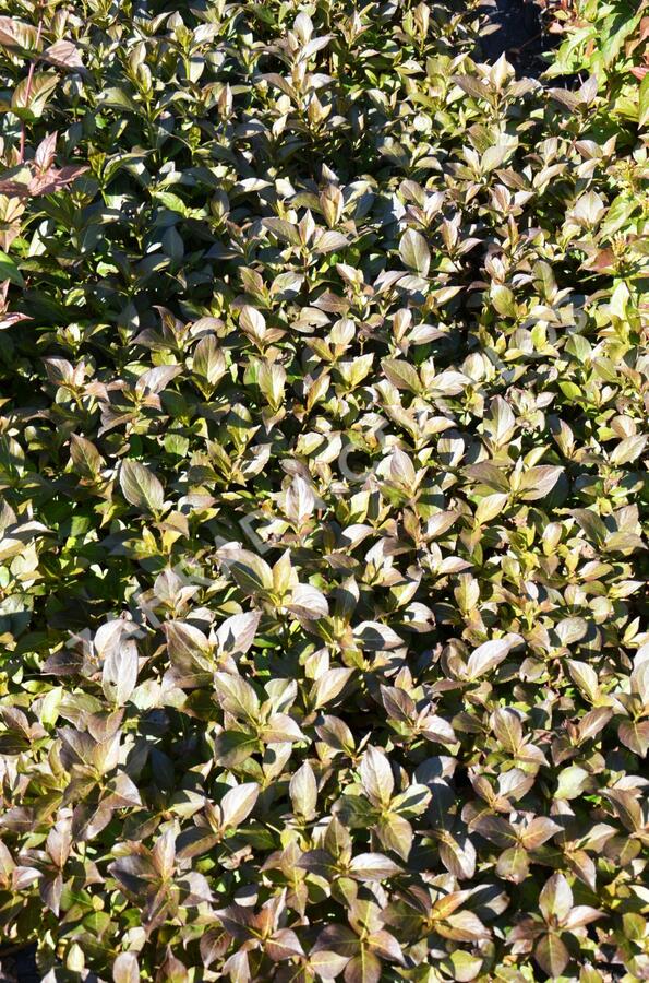 Vajgélie květnatá 'Tango' - Weigela florida 'Tango'