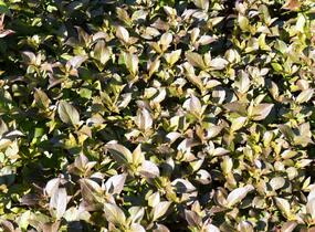 Vajgélie květnatá 'Tango' - Weigela florida 'Tango'