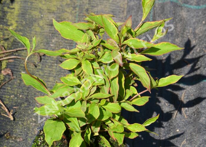 Vajgélie květnatá 'Sunny Princess' - Weigela florida 'Sunny Princess'