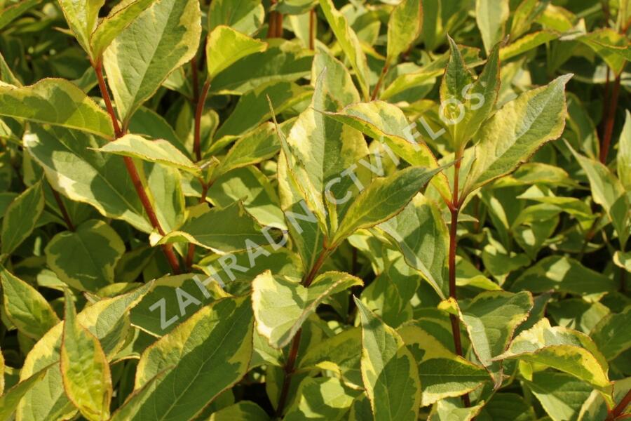 Vajgélie květnatá 'Sunny Princess' - Weigela florida 'Sunny Princess'