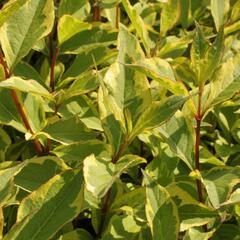 Vajgélie květnatá 'Sunny Princess' - Weigela florida 'Sunny Princess'