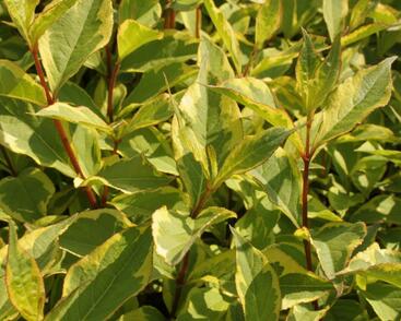 Vajgélie květnatá 'Sunny Princess'