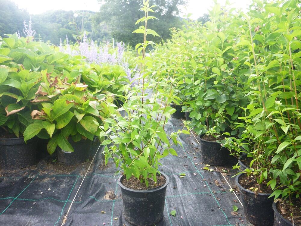 Pustoryl 'Dame Blanche' - Philadelphus 'Dame Blanche'