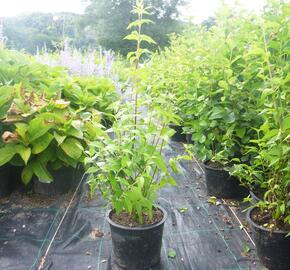 Pustoryl 'Dame Blanche' - Philadelphus 'Dame Blanche'