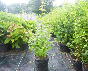 Pustoryl 'Dame Blanche'