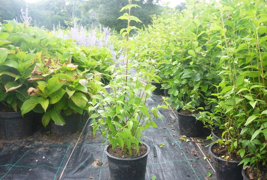 Pustoryl 'Dame Blanche' - Philadelphus 'Dame Blanche'