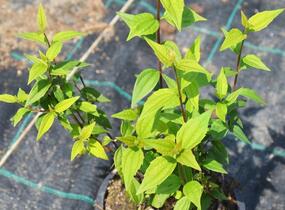 Pustoryl 'Dame Blanche' - Philadelphus 'Dame Blanche'