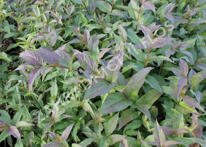 Zanice zimolezovitá - Diervilla splendens