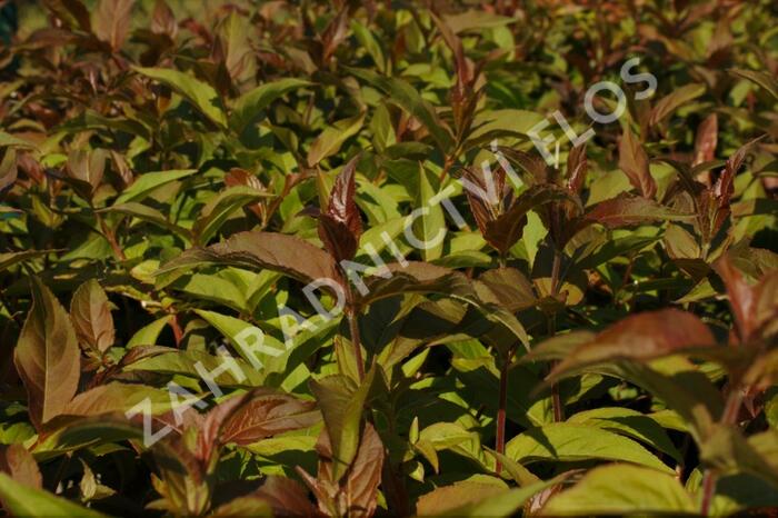 Zanice zimolezovitá - Diervilla splendens