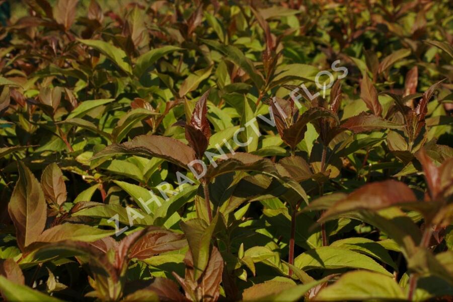 Zanice zimolezovitá - Diervilla splendens
