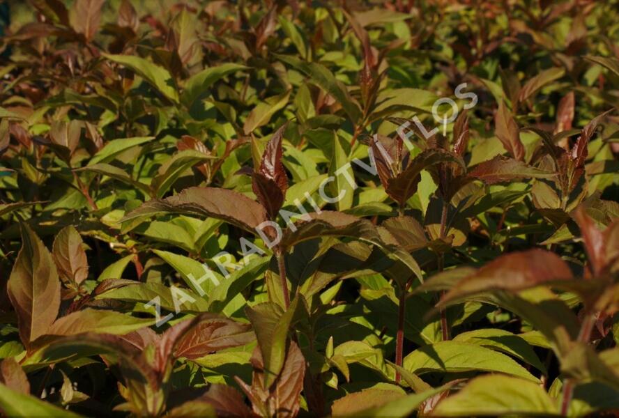 Zanice zimolezovitá - Diervilla splendens