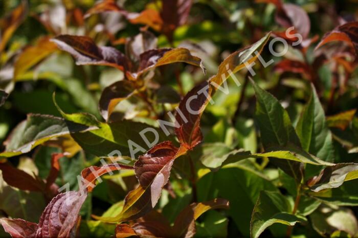 Zanice bezřapíčná - Diervilla sessilifolia