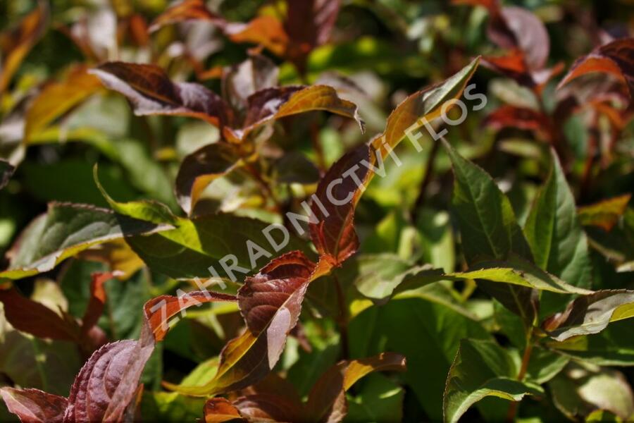 Zanice bezřapíčná - Diervilla sessilifolia