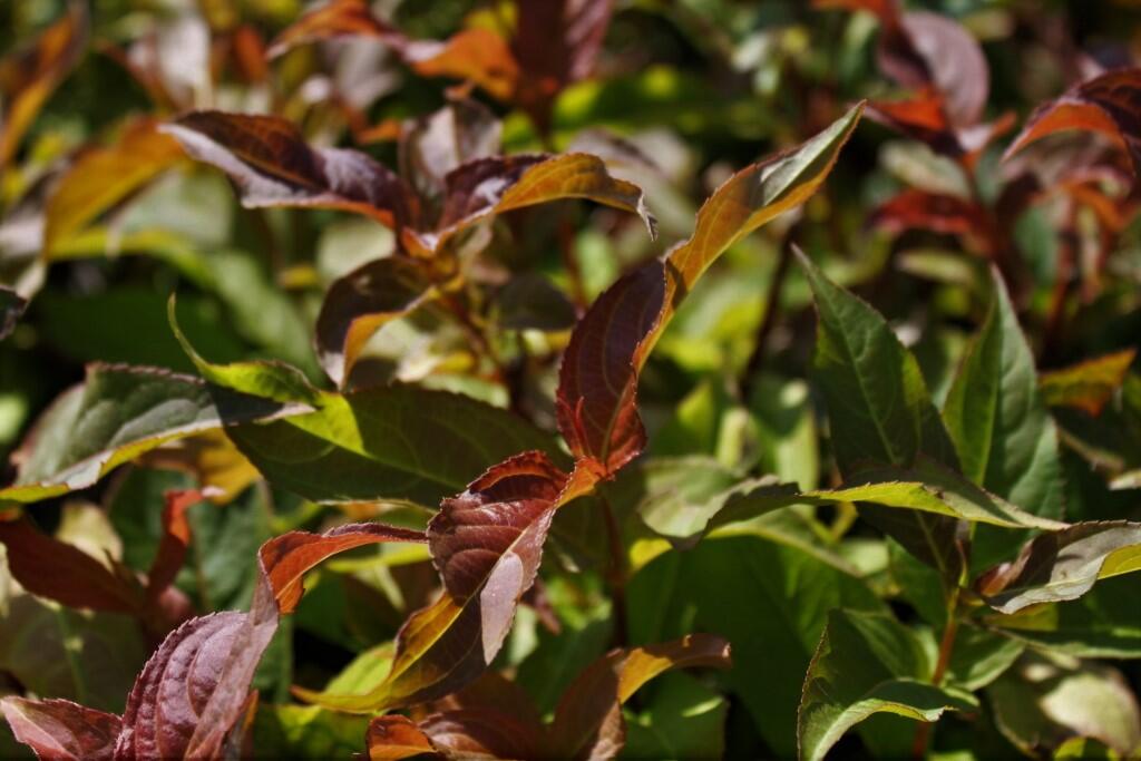 Zanice bezřapíčná - Diervilla sessilifolia