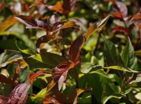 Zanice bezřapíčná - Diervilla sessilifolia