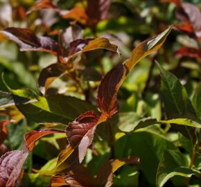 Zanice bezřapíčná - Diervilla sessilifolia