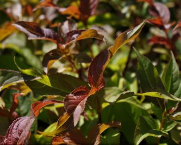 Zanice bezřapíčná