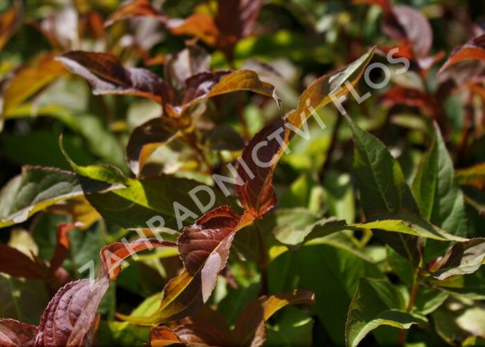 Zanice bezřapíčná - Diervilla sessilifolia