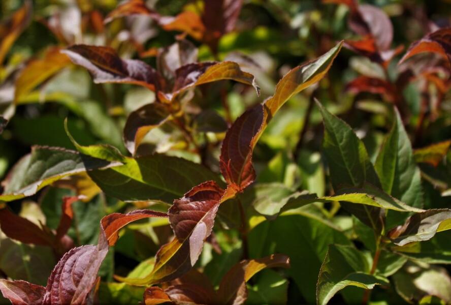 Zanice bezřapíčná - Diervilla sessilifolia