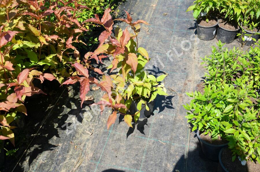 Zanice bezřapíčná - Diervilla sessilifolia