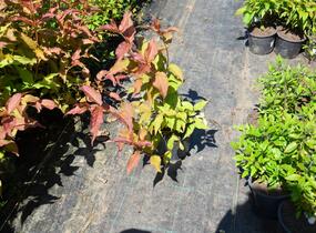 Zanice bezřapíčná - Diervilla sessilifolia