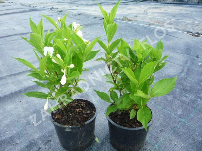 Vajgélie 'Bristol Snowflake' - Weigela 'Bristol Snowflake'