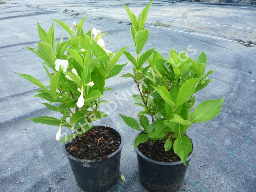 Vajgélie 'Bristol Snowflake' - Weigela 'Bristol Snowflake'