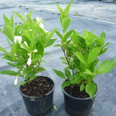 Vajgélie květnatá 'Bristol Snowflake' - Weigela florida 'Bristol Snowflake'