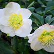 Čemeřice černá 'Wilgenbroek' - Helleborus niger 'Wilgenbroek'