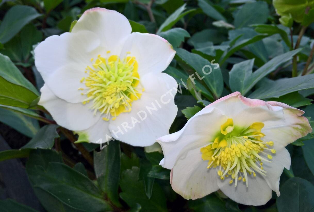 Čemeřice černá 'Wilgenbroek' - Helleborus niger 'Wilgenbroek'