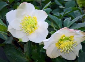 Čemeřice černá 'Wilgenbroek' - Helleborus niger 'Wilgenbroek'