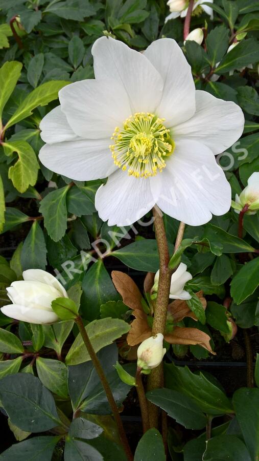 Čemeřice černá 'Wilgenbroek' - Helleborus niger 'Wilgenbroek'