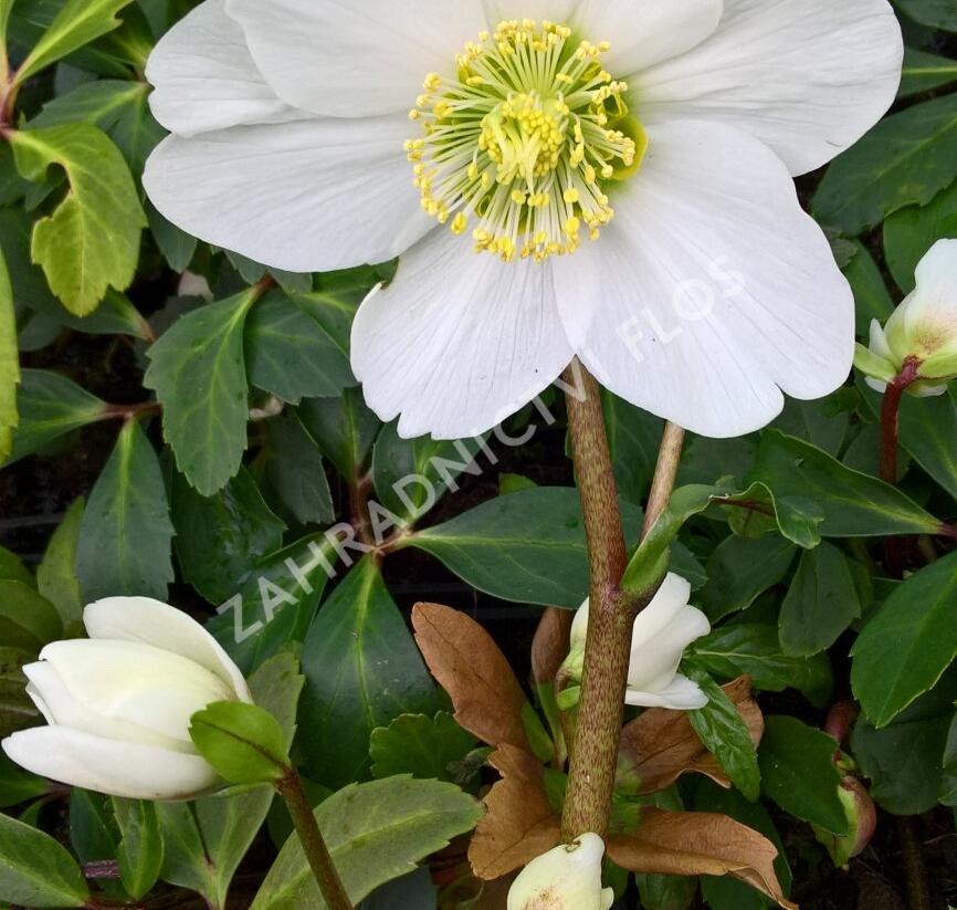 Čemeřice černá 'Wilgenbroek' - Helleborus niger 'Wilgenbroek'