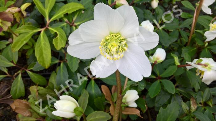 Čemeřice černá 'Wilgenbroek' - Helleborus niger 'Wilgenbroek'