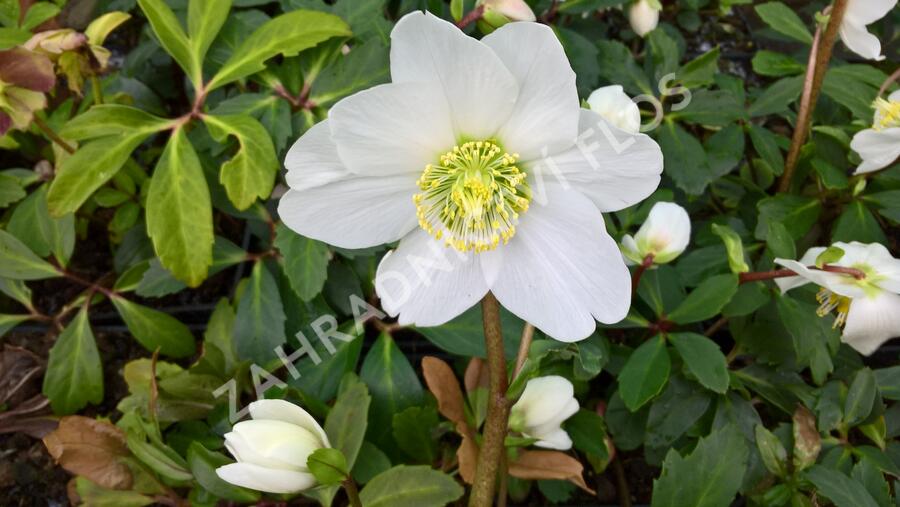 Čemeřice černá 'Wilgenbroek' - Helleborus niger 'Wilgenbroek'