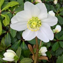 Čemeřice černá 'Wilgenbroek' - Helleborus niger 'Wilgenbroek'