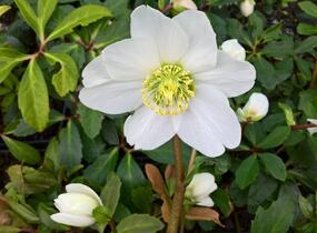 Čemeřice černá 'Wilgenbroek' - Helleborus niger 'Wilgenbroek'