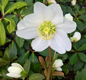 Čemeřice černá 'Wilgenbroek' - Helleborus niger 'Wilgenbroek'