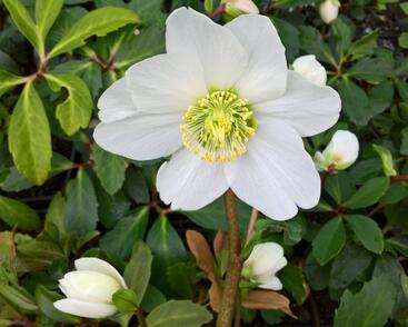 Čemeřice černá 'Wilgenbroek'