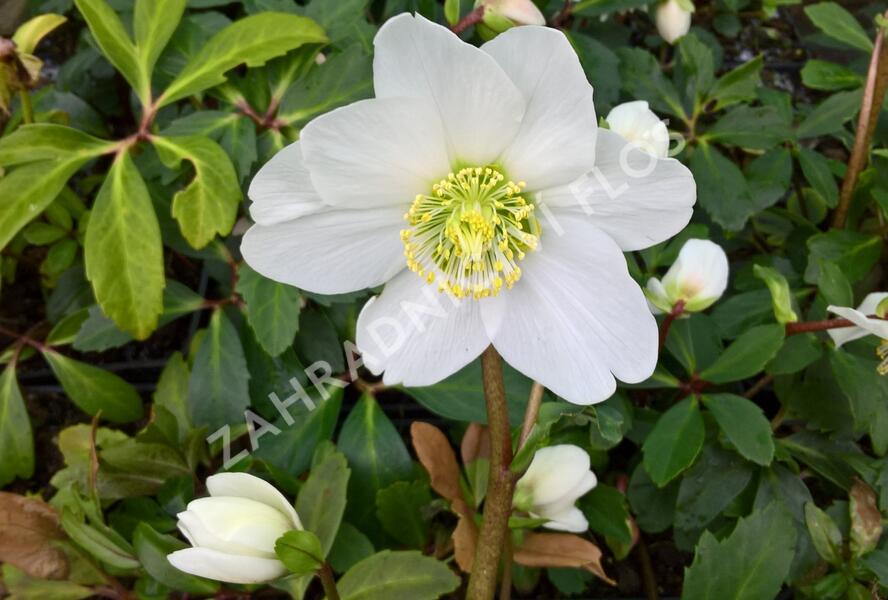 Čemeřice černá 'Wilgenbroek' - Helleborus niger 'Wilgenbroek'