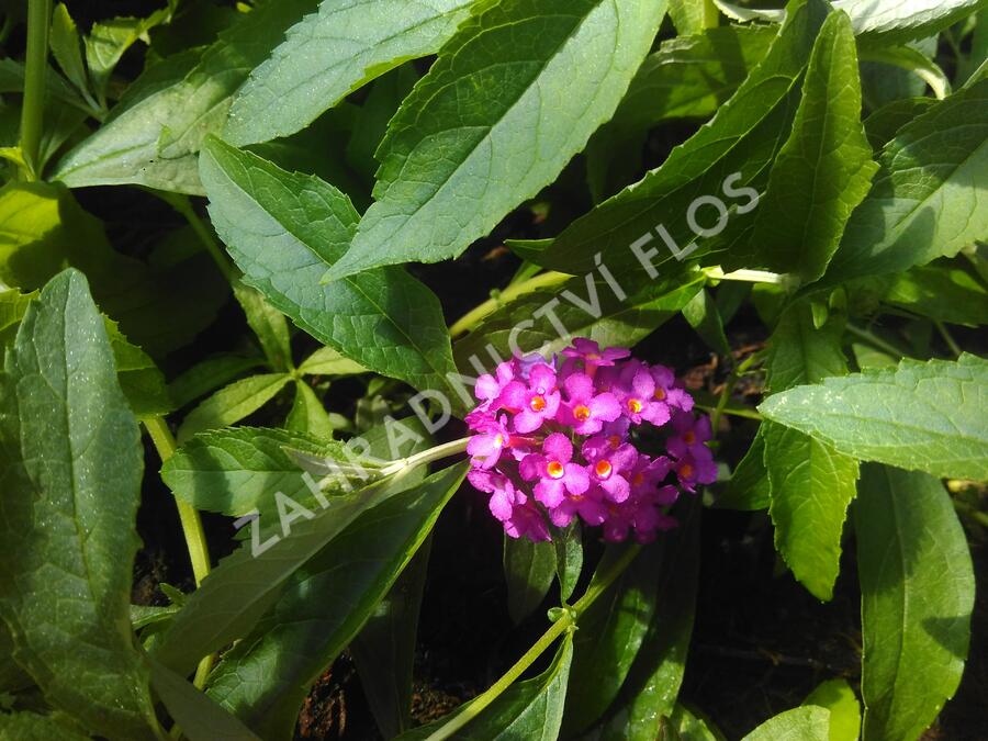 Motýlí keř, Komule Davidova 'Tutti Frutti' ( Free Petite®) - Buddleja davidii 'Tutti Frutti' ( Free Petite®)