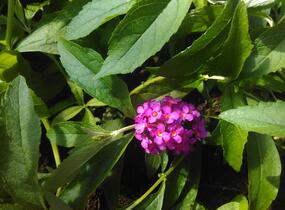 Motýlí keř, Komule Davidova 'Tutti Frutti' ( Free Petite®) - Buddleja davidii 'Tutti Frutti' ( Free Petite®)