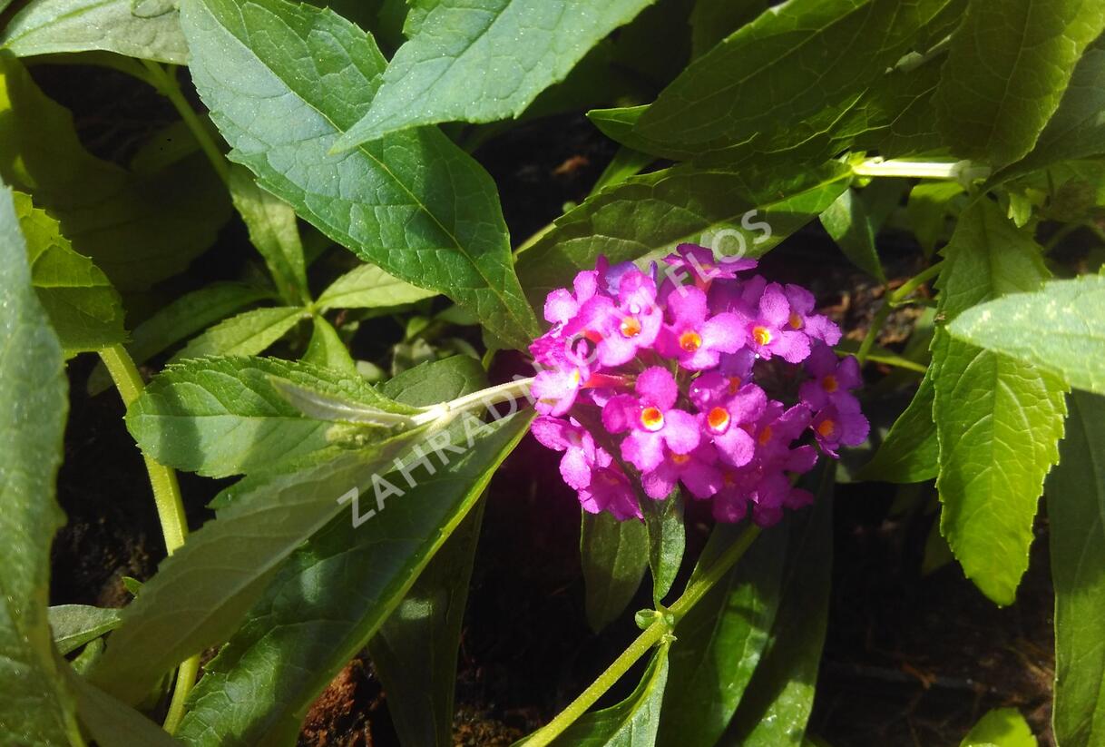 Motýlí keř, Komule Davidova 'Tutti Frutti' ( Free Petite®) - Buddleja davidii 'Tutti Frutti' ( Free Petite®)