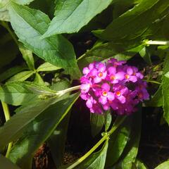 Motýlí keř, Komule Davidova 'Tutti Frutti' ( Free Petite®) - Buddleja davidii 'Tutti Frutti' ( Free Petite®)