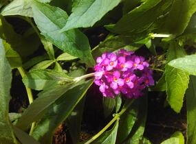 Motýlí keř, Komule Davidova 'Tutti Frutti' ( Free Petite®) - Buddleja davidii 'Tutti Frutti' ( Free Petite®)
