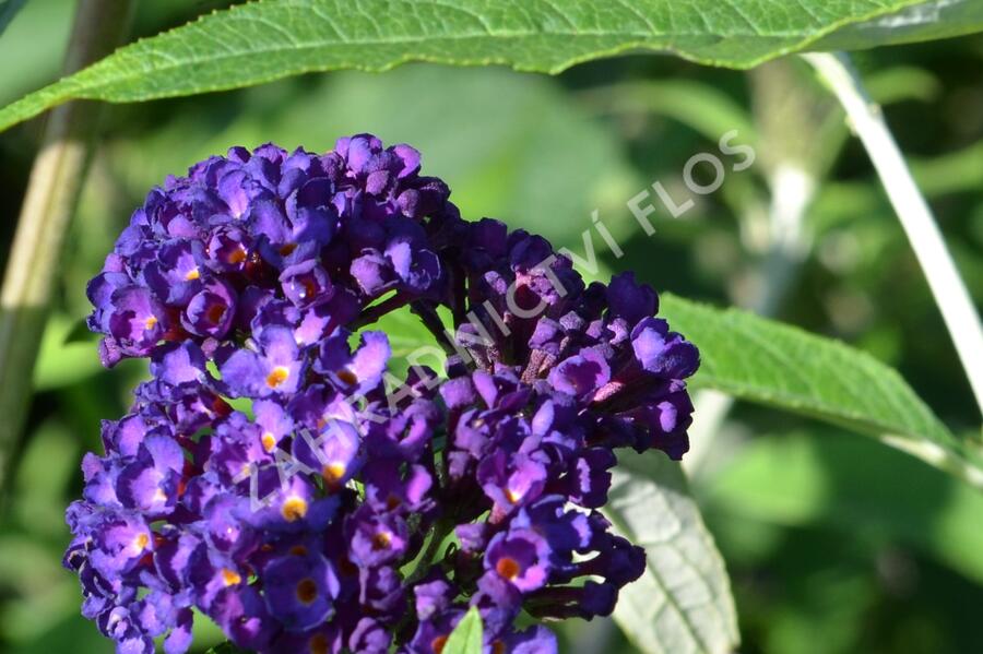 Motýlí keř, Komule Davidova 'Black Knight' - Buddleja davidii 'Black Knight'